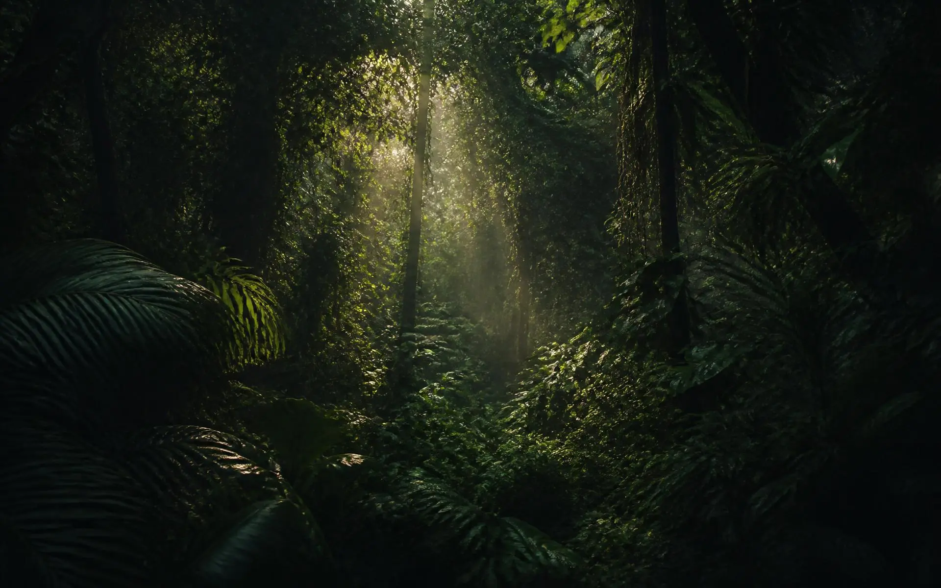 Forest Background